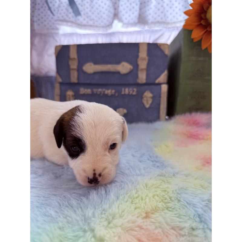 販売中の宮崎県のジャックラッセルテリア-455165の2枚目