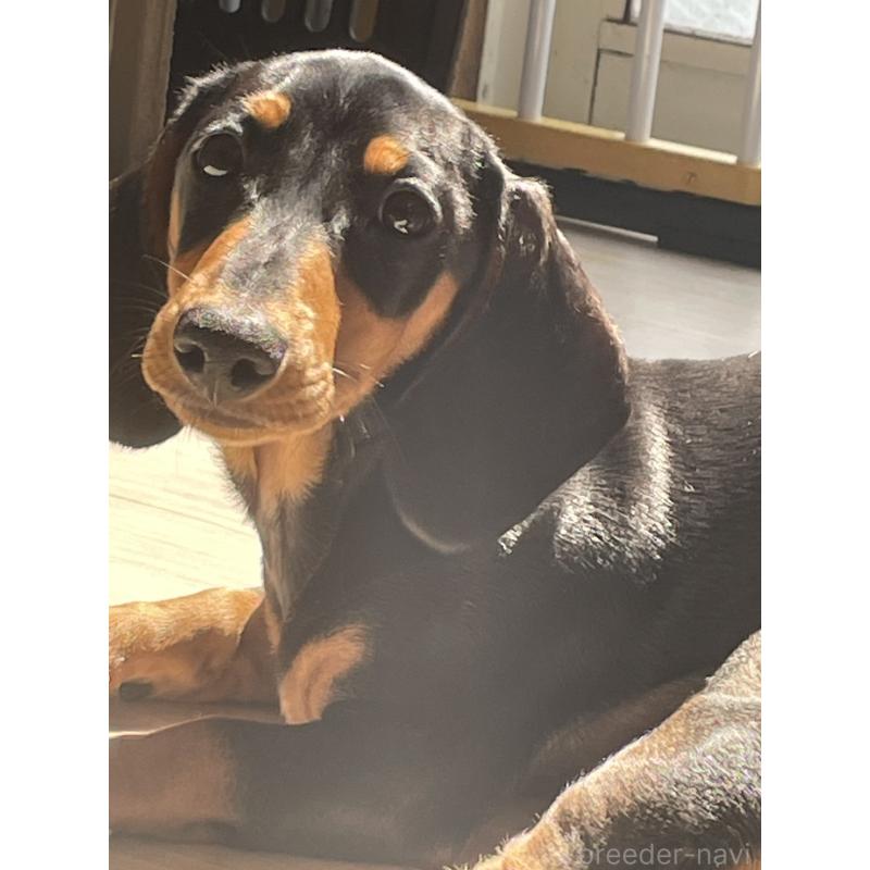 販売中の茨城県のミニチュアダックスフンド(スムースヘアード)-440540