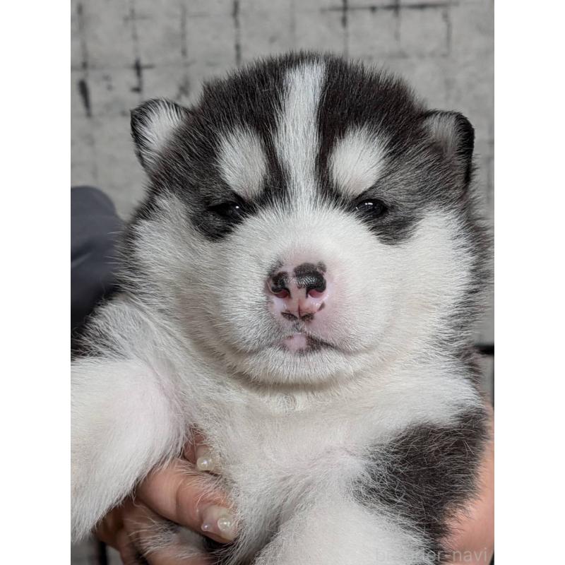 販売中の大分県のシベリアンハスキー-455168の7枚目