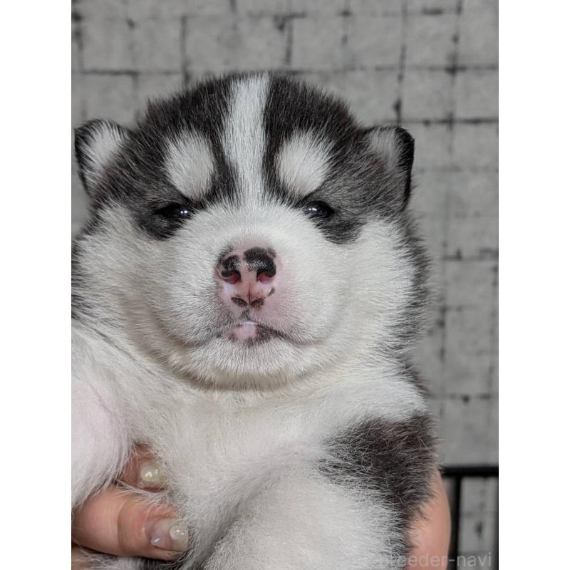 販売中の大分県のシベリアンハスキー-455168の6枚目