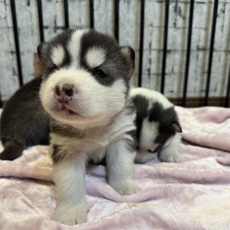 販売中の大分県のシベリアンハスキー-455168の5枚目