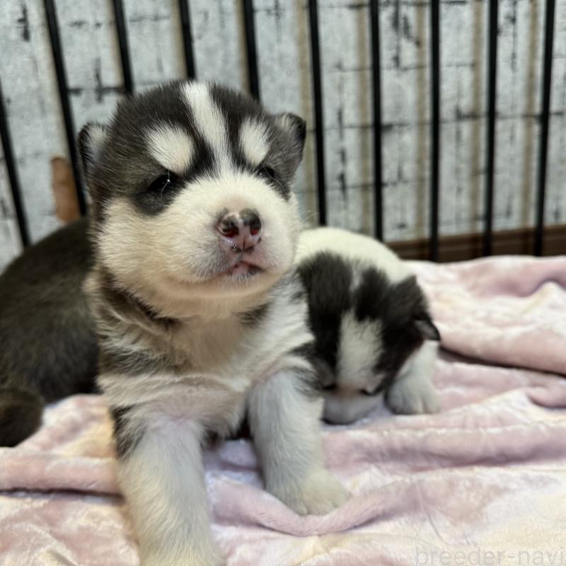 販売中の大分県のシベリアンハスキー-455168の4枚目