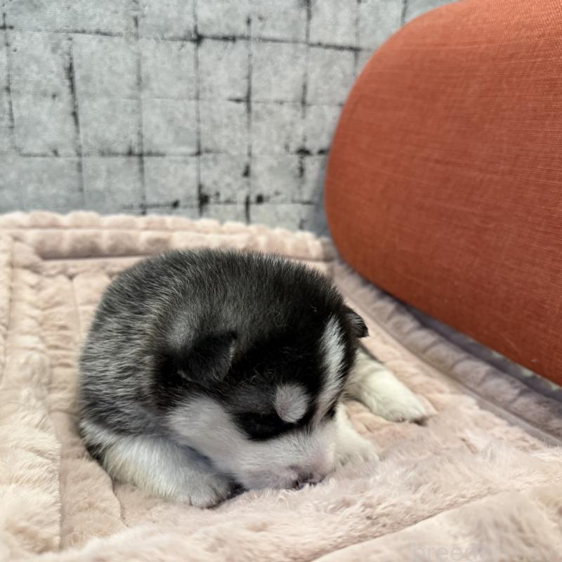 販売中の大分県のシベリアンハスキー-455168の2枚目