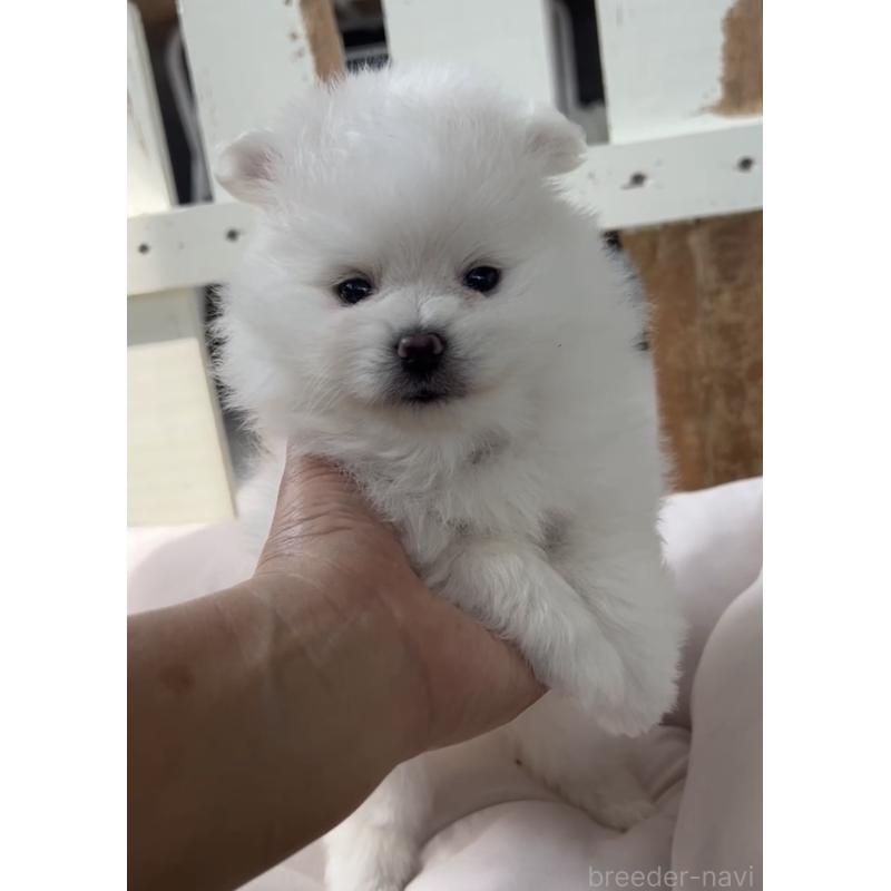 販売中の福岡県のポメマル:ポメラニアン×マルチーズ-455166の3枚目