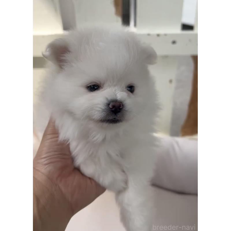 販売中の福岡県のポメマル:ポメラニアン×マルチーズ-455166の2枚目