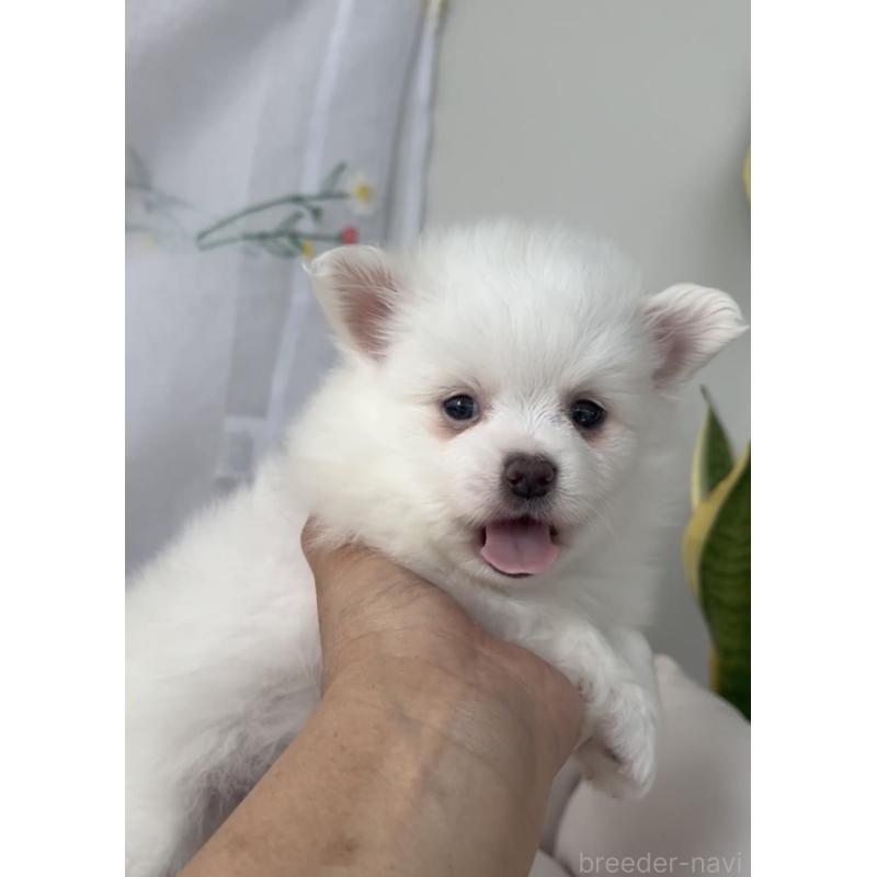 販売中の福岡県のポメマル:ポメラニアン×マルチーズ-455167の5枚目