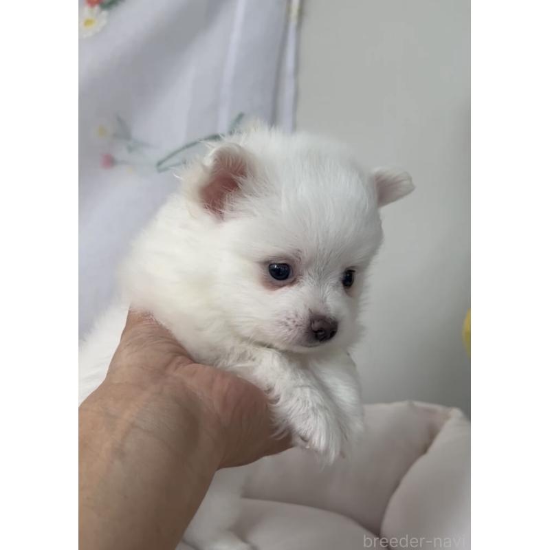 販売中の福岡県のポメマル:ポメラニアン×マルチーズ-455167の4枚目