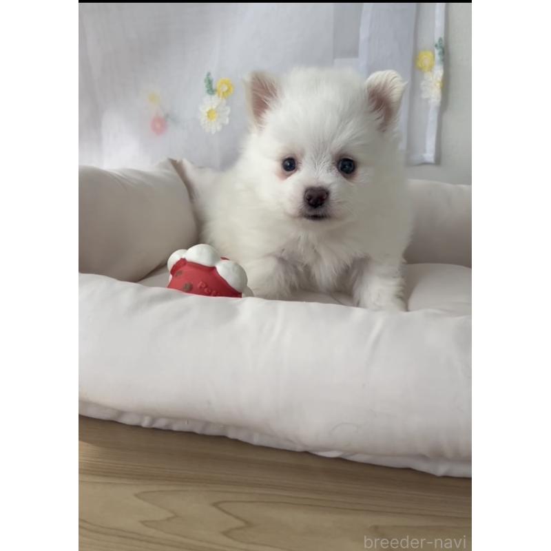 販売中の福岡県のポメマル:ポメラニアン×マルチーズ-455167の2枚目