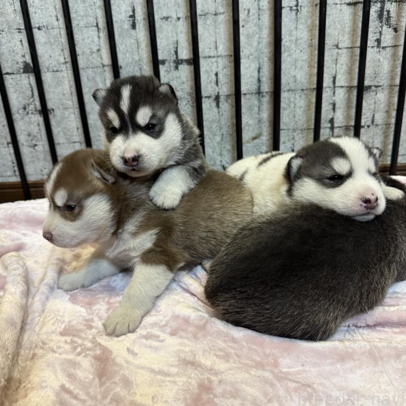 販売中の大分県のシベリアンハスキー-455169の3枚目