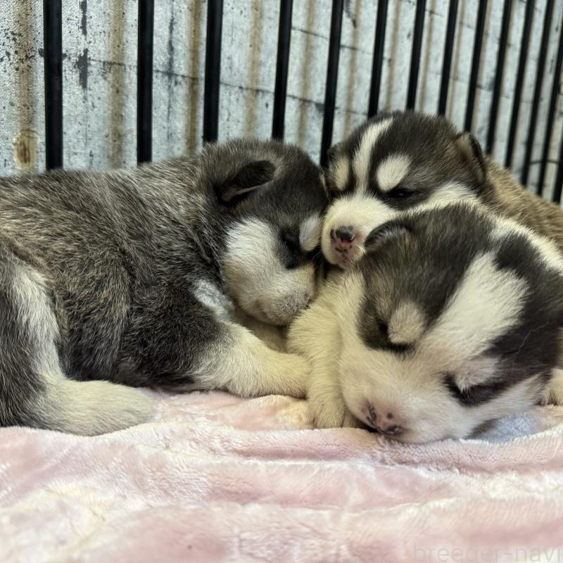 販売中の大分県のシベリアンハスキー-455169の2枚目