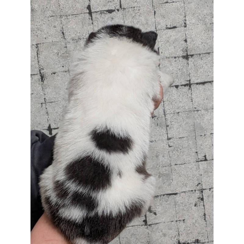 販売中の大分県のシベリアンハスキー-455170の6枚目