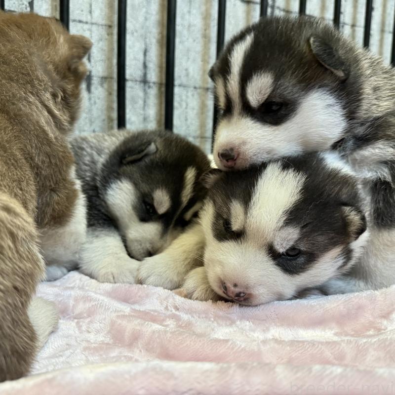 販売中の大分県のシベリアンハスキー-455170の5枚目