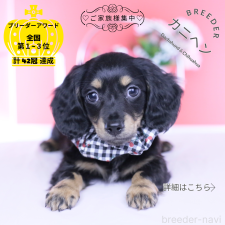 ♀︎カニンヘンダックスフンド(ロングヘアード)