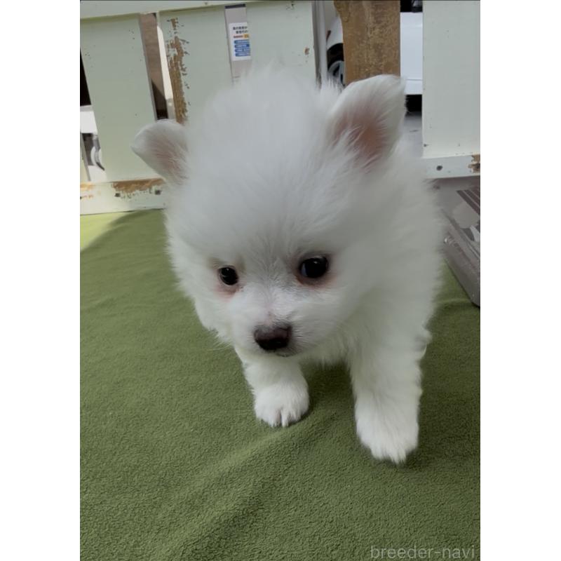 販売中の福岡県のポメマル:ポメラニアン×マルチーズ-455171の3枚目