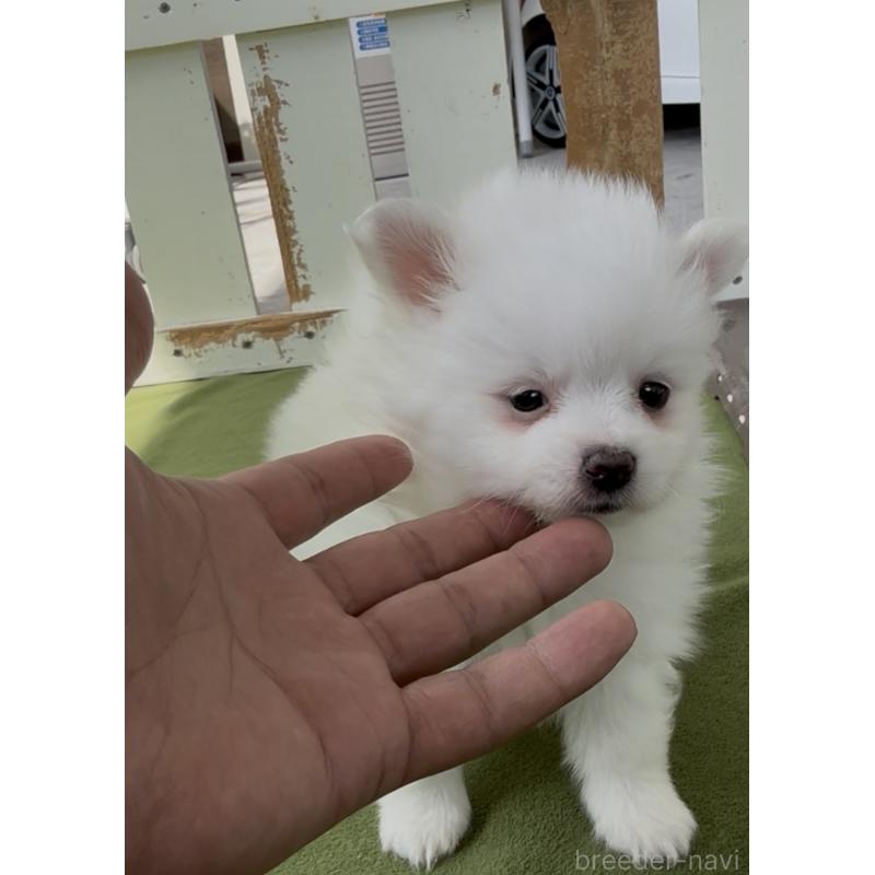 販売中の福岡県のポメマル:ポメラニアン×マルチーズ-455171の2枚目