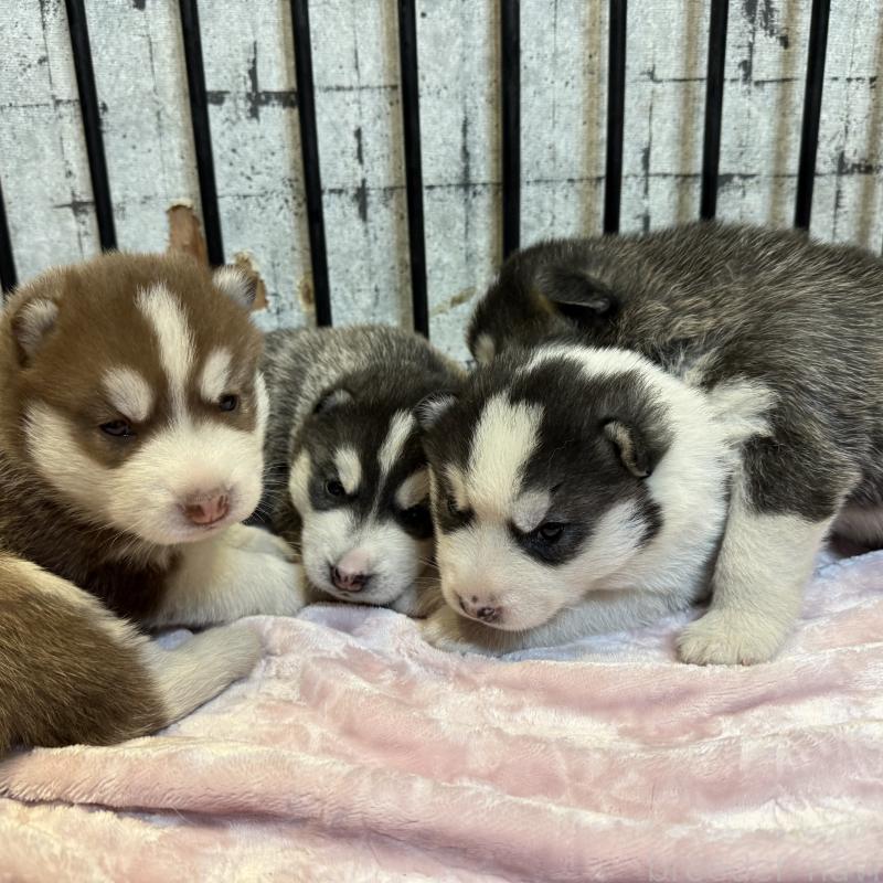 販売中の大分県のシベリアンハスキー-455172の5枚目