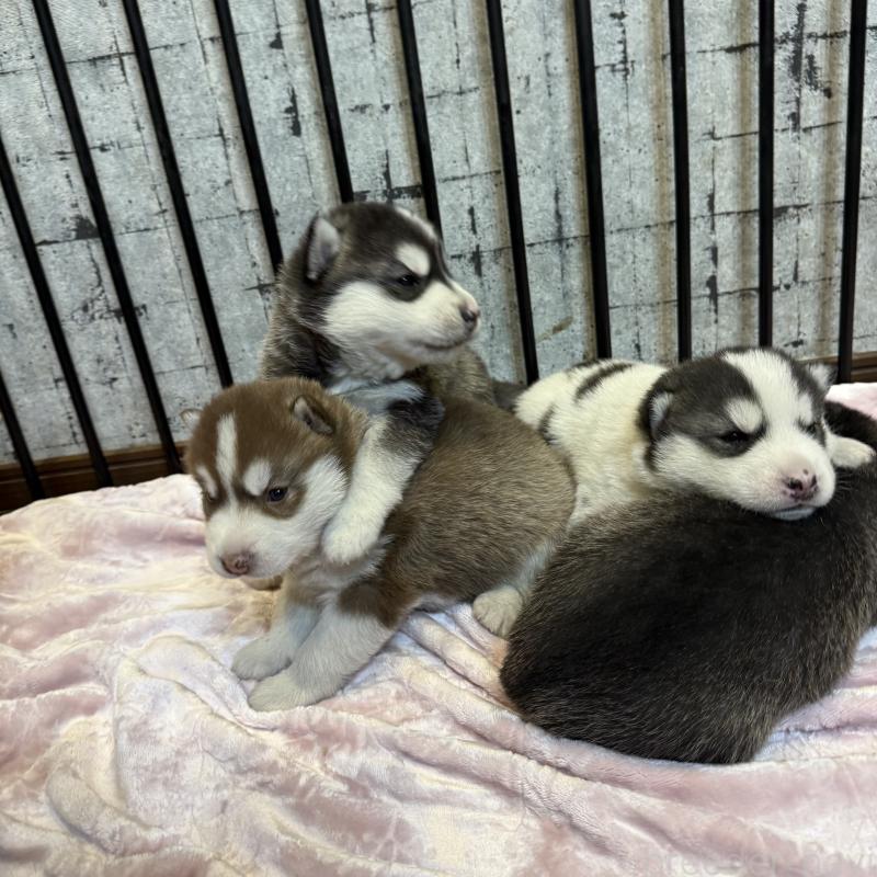 販売中の大分県のシベリアンハスキー-455172の4枚目