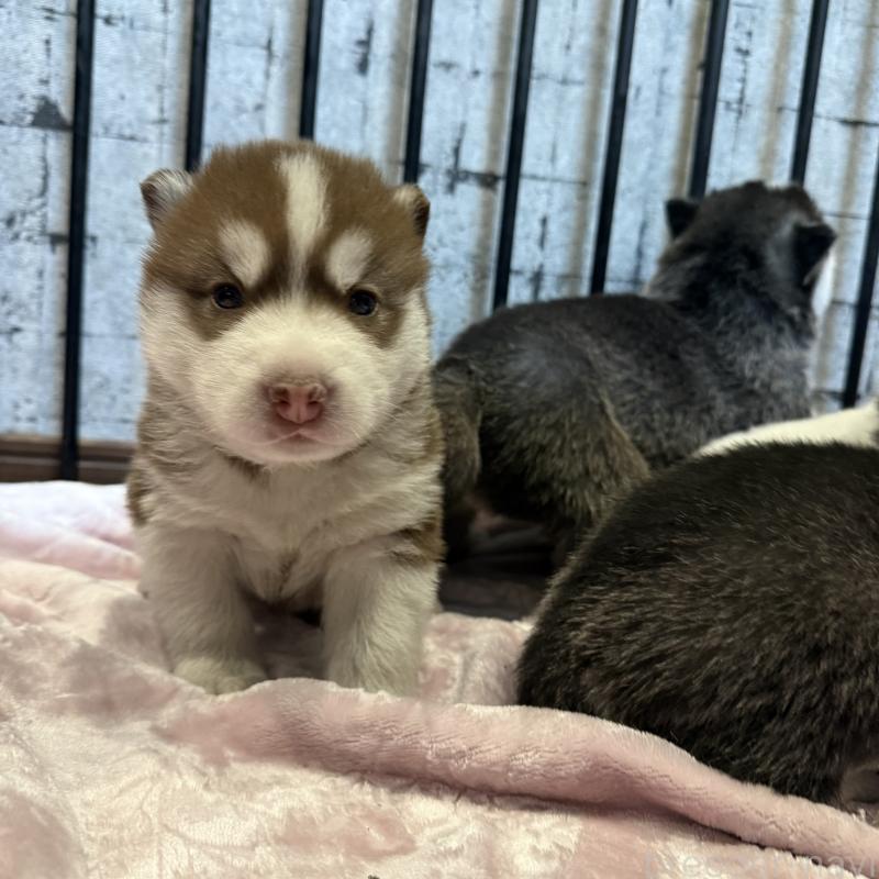 販売中の大分県のシベリアンハスキー-455172の3枚目