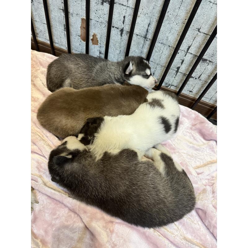 販売中の大分県のシベリアンハスキー-455172の2枚目