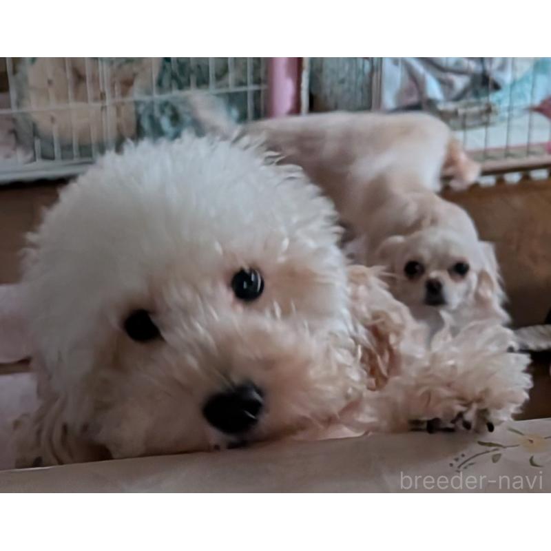 販売中の新潟県のトイプードル-455173の4枚目