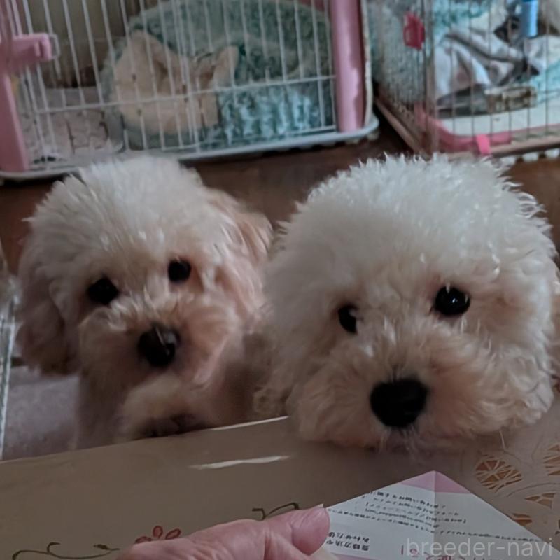 販売中の新潟県のトイプードル-455173の3枚目