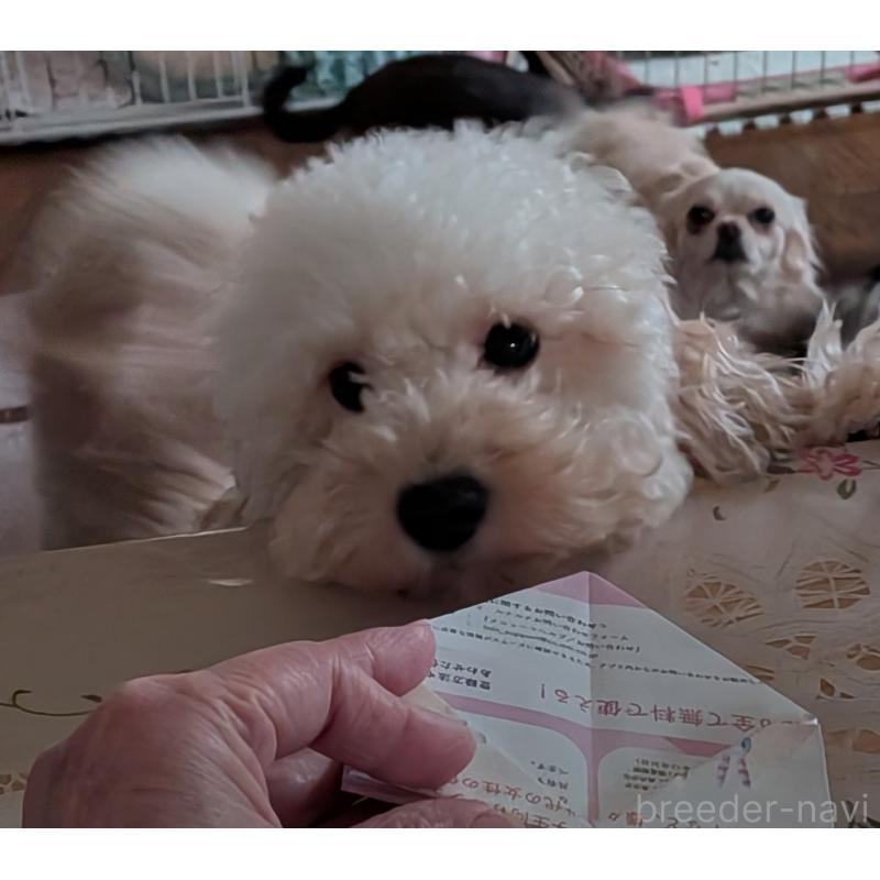 販売中の新潟県のトイプードル-455173の2枚目
