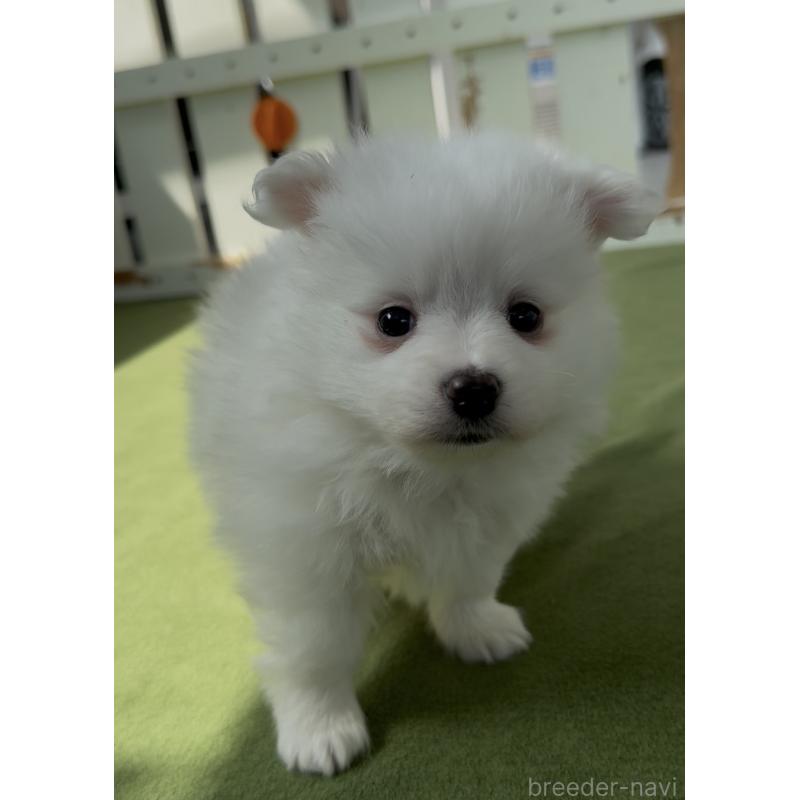 販売中の福岡県のポメマル:ポメラニアン×マルチーズ-455174の4枚目
