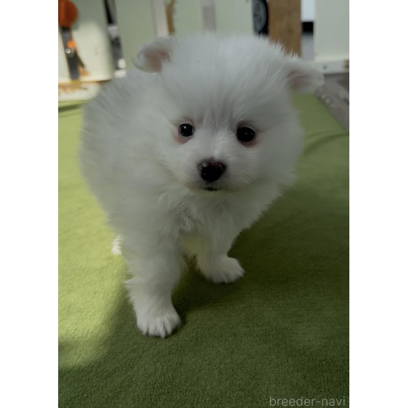 販売中の福岡県のポメマル:ポメラニアン×マルチーズ-455174の3枚目