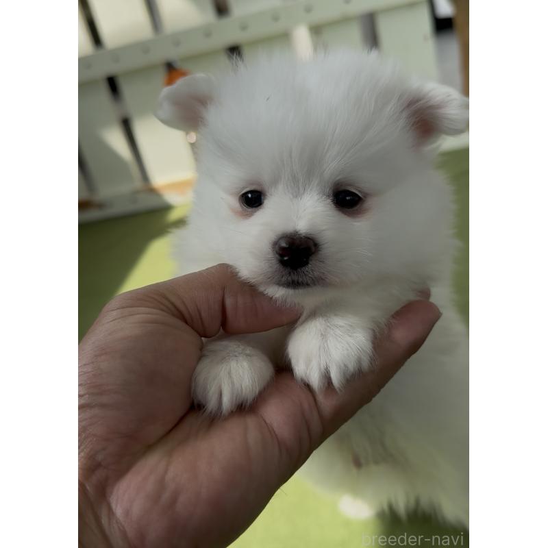 販売中の福岡県のポメマル:ポメラニアン×マルチーズ-455174の2枚目