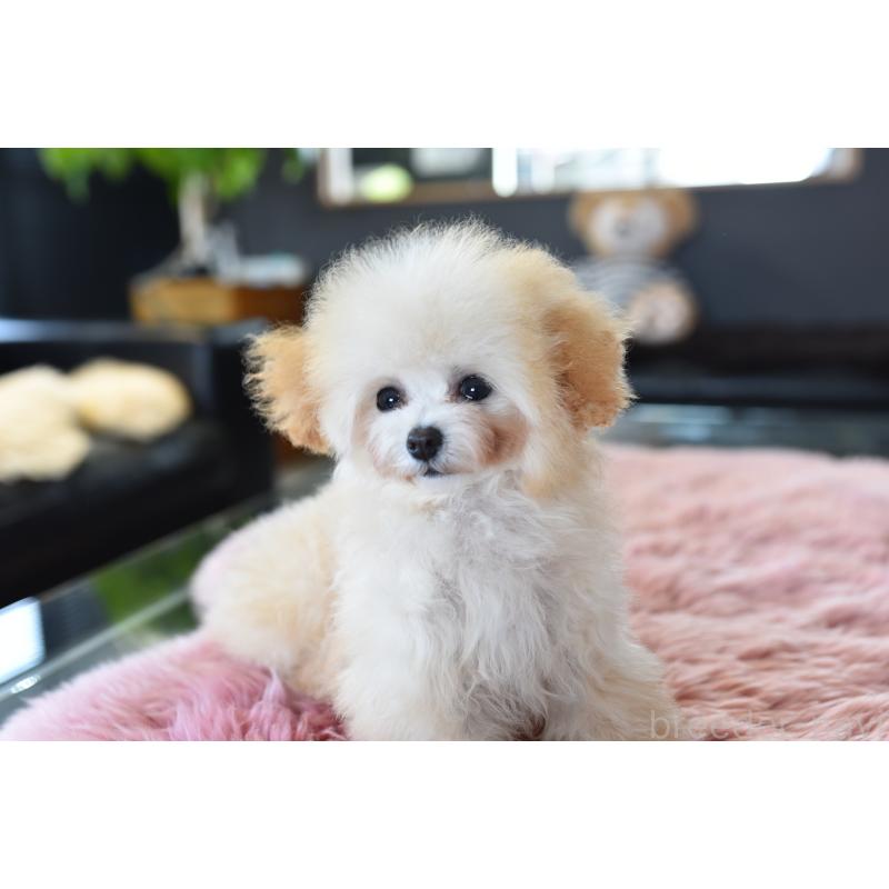 販売中の茨城県のティーカッププードル-444667の6枚目