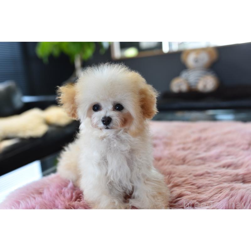 販売中の茨城県のティーカッププードル-444667の5枚目