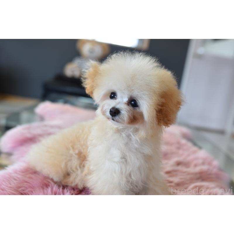 販売中の茨城県のティーカッププードル-444667の4枚目