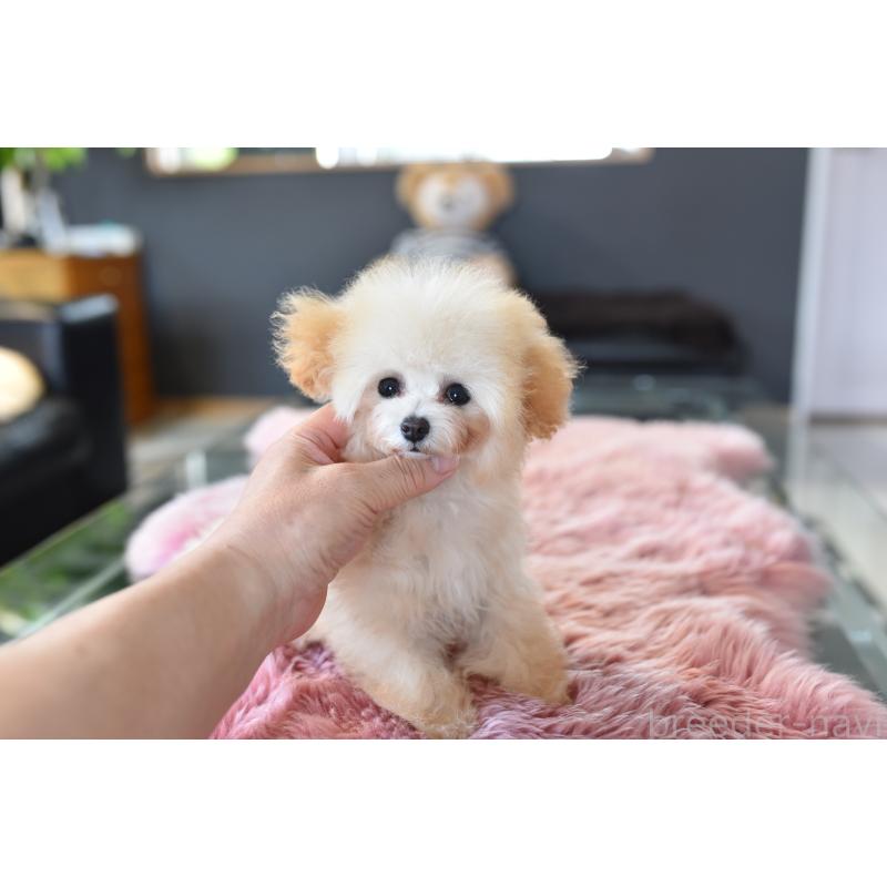 販売中の茨城県のティーカッププードル-444667の3枚目