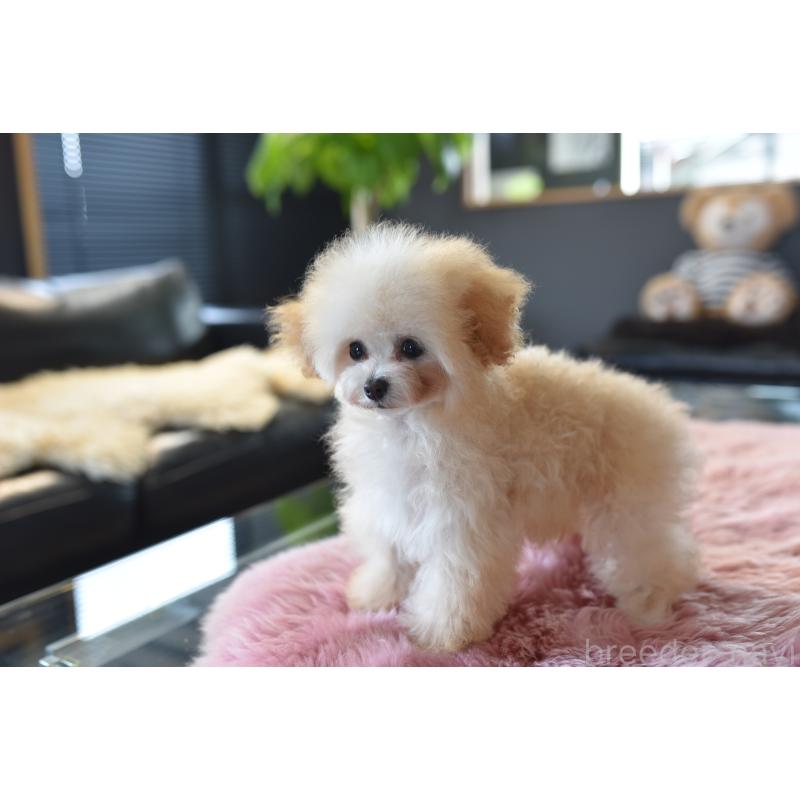 販売中の茨城県のティーカッププードル-444667の2枚目