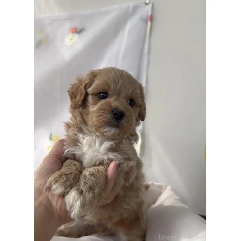 販売中の福岡県のマルプー:マルチーズ×トイプードル-455175の3枚目