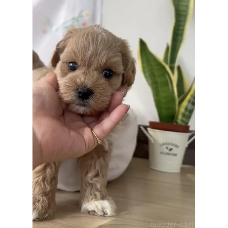 販売中の福岡県のマルプー:マルチーズ×トイプードル-455175の2枚目