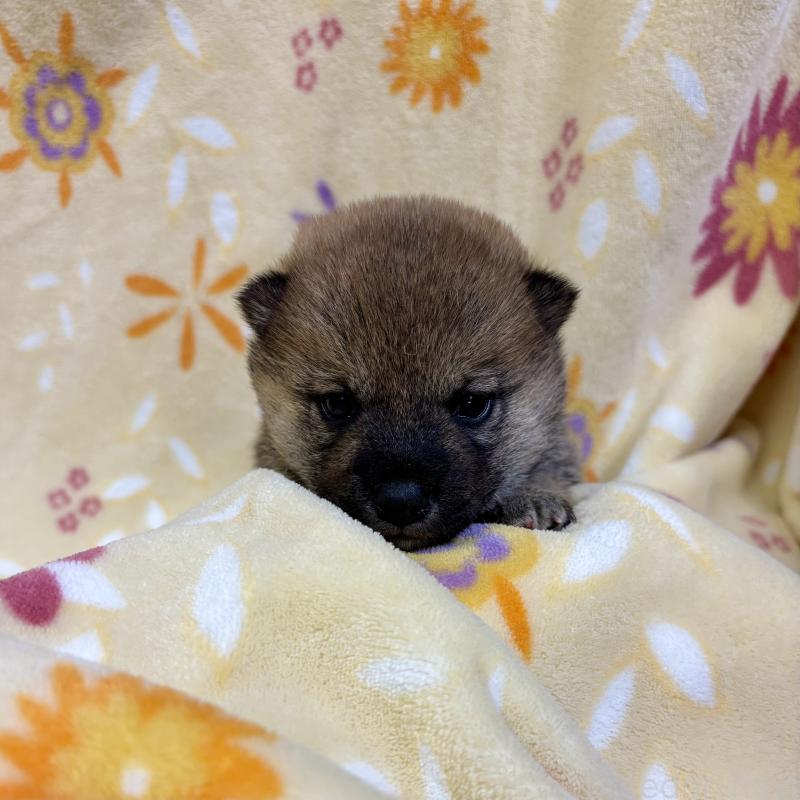 販売中の長野県の柴犬-455178