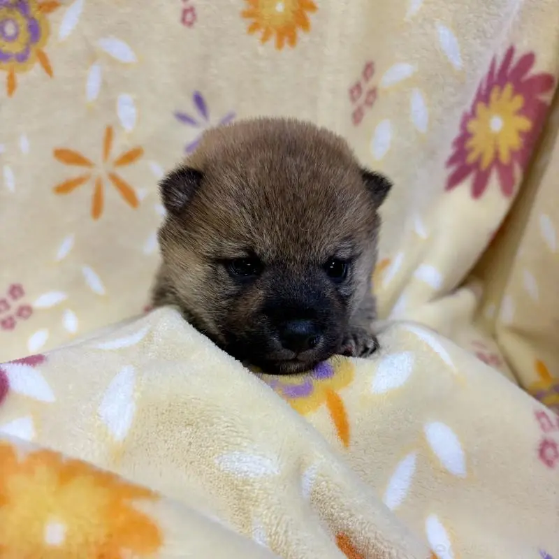 販売中の長野県の柴犬-455178の6枚目