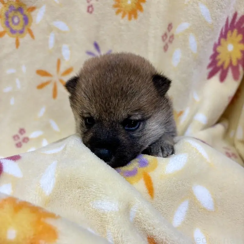 販売中の長野県の柴犬-455178の5枚目