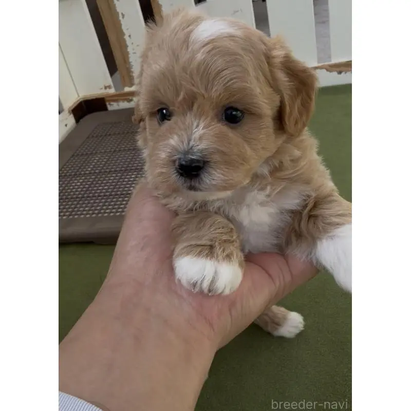 販売中の福岡県のマルプー:マルチーズ×トイプードル-455177の3枚目