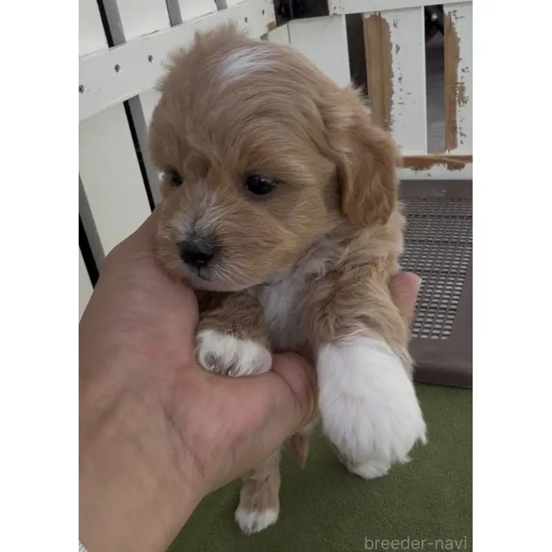 販売中の福岡県のマルプー:マルチーズ×トイプードル-455177の2枚目