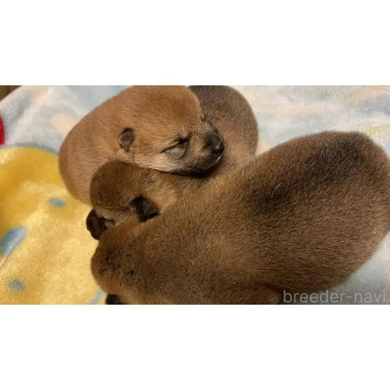 販売中の長野県の柴犬-455178の3枚目