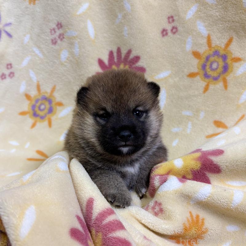 販売中の長野県の柴犬-455180の7枚目