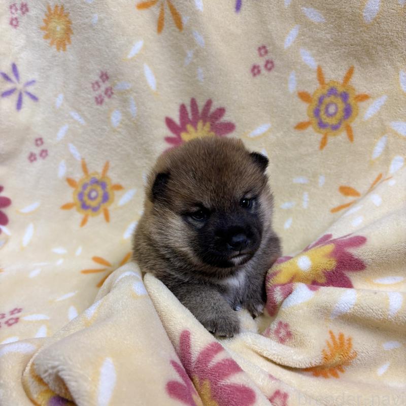 販売中の長野県の柴犬-455180の6枚目