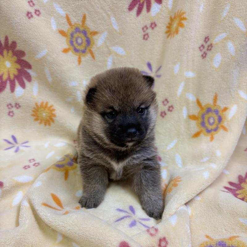 販売中の長野県の柴犬-455180の5枚目