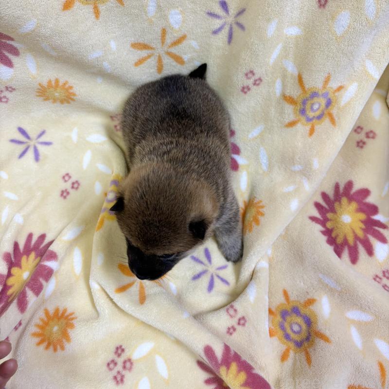 販売中の長野県の柴犬-455180の4枚目