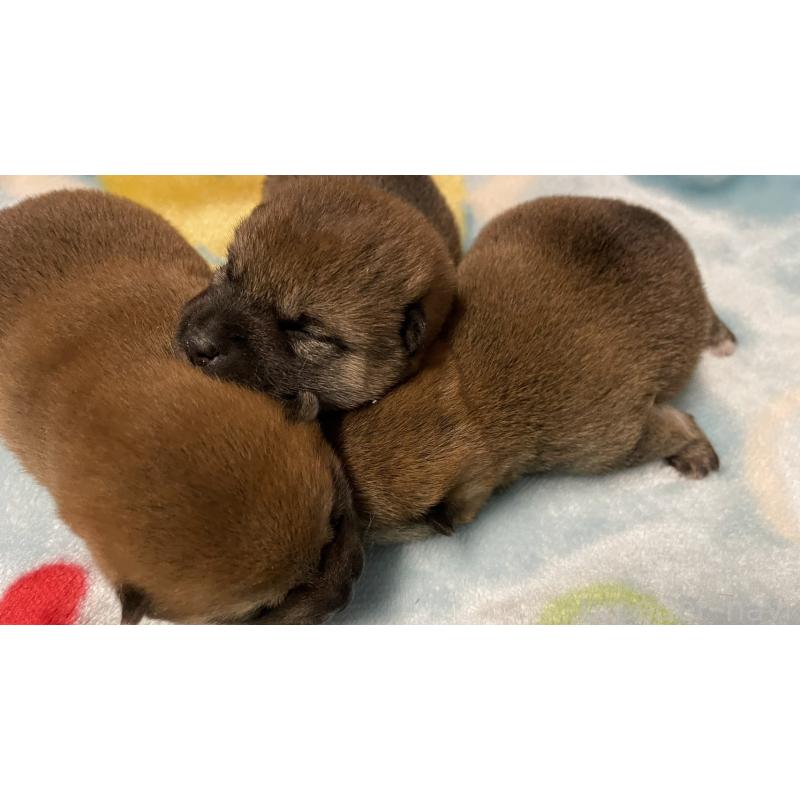 販売中の長野県の柴犬-455180の3枚目