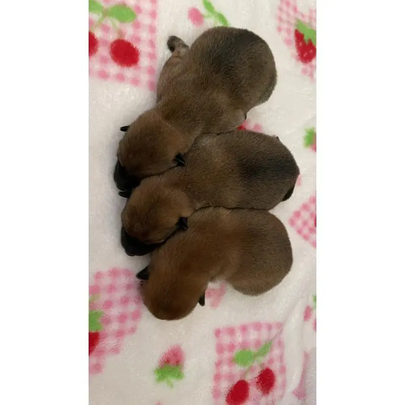 販売中の長野県の柴犬-455180の2枚目