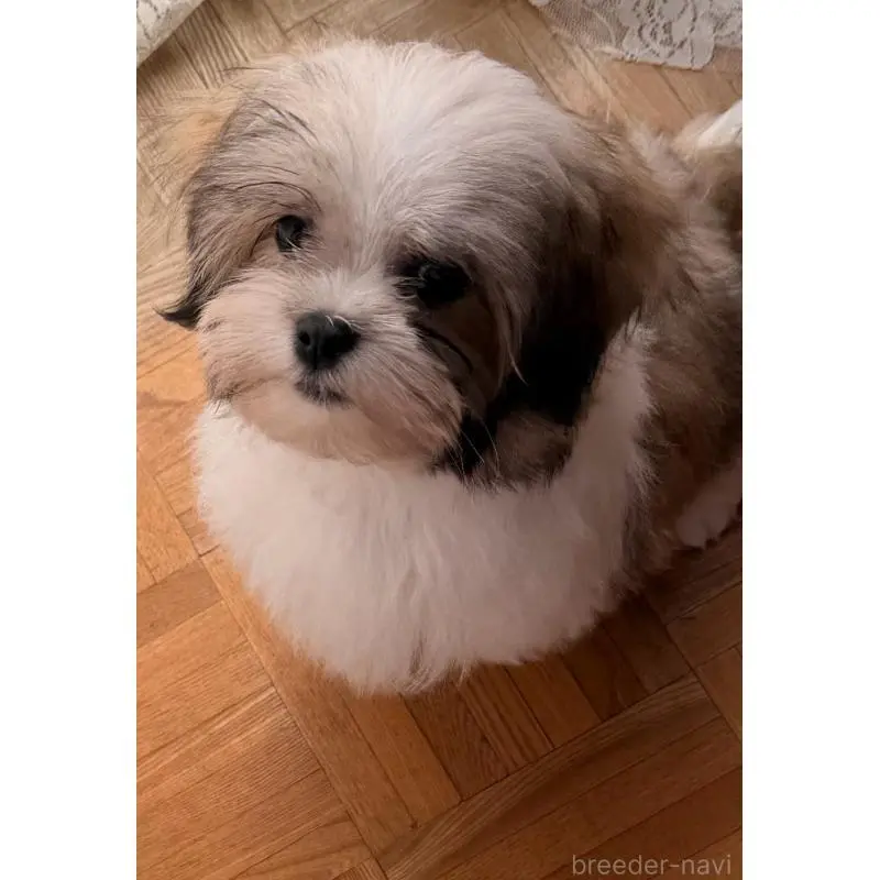 販売中の茨城県のマルシーズー:マルチーズ×シーズー-455182の5枚目