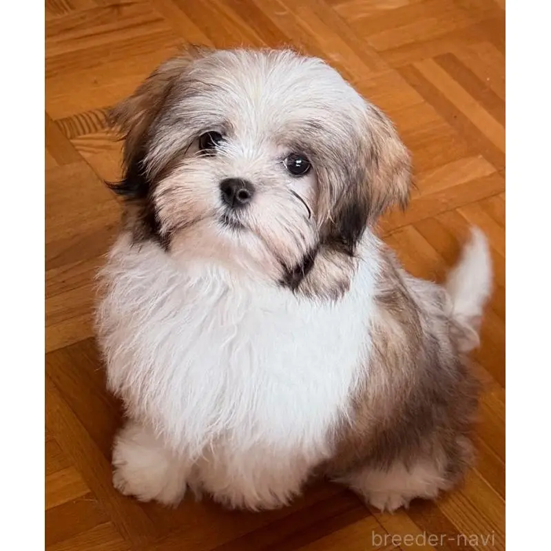 販売中の茨城県のマルシーズー:マルチーズ×シーズー-455182の4枚目